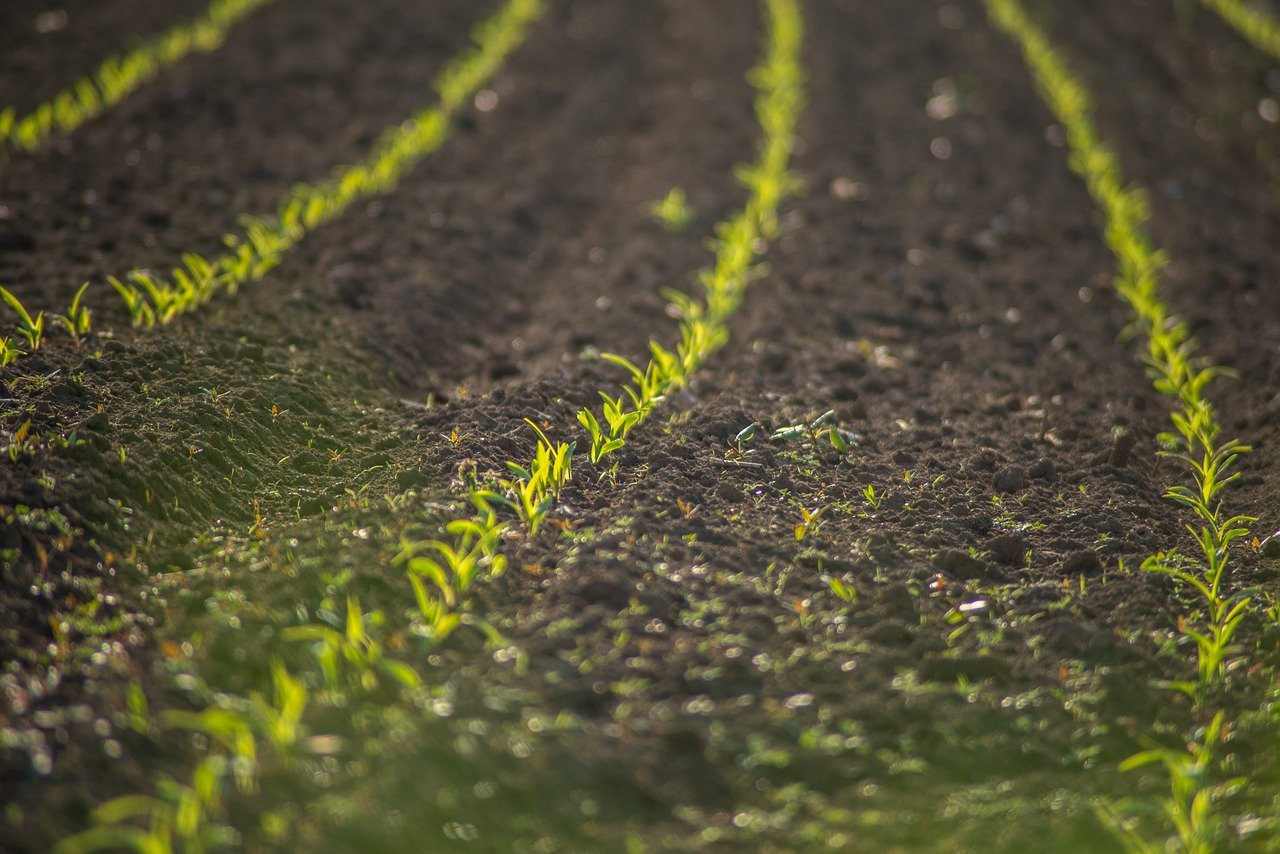 field-6288341_1280 agriculture land